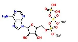 Adenozin Trifosfat Disodyum CAS NO. 987-65-5